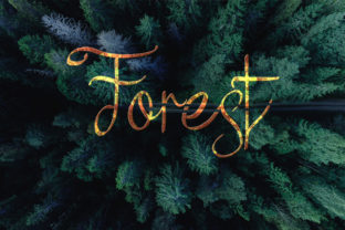 Discovering Forest: A Versatile Script Font for Branding